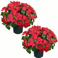 Artificial Poinsettia Christmas Topiary - UV Resistant, Waterproof, Windproof & Snow-Resistant